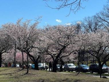 NEWARK NJ - 8 Nisan 2022 'de Newark, New Jersey' deki Branch Brook Park 'ta Kiraz Çiçeği Festivali.