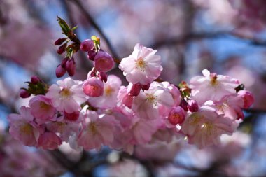 Kiraz çiçeği ağaçlar bahar