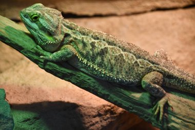 Hayvanat bahçesindeki Sakallı Ejder