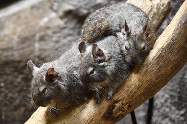 Küçük bir Degu Hayvanı