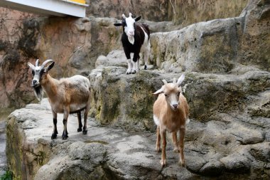 Hayvanat bahçesindeki keçi