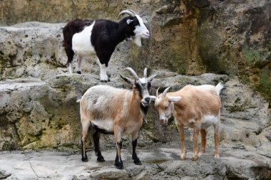 Hayvanat bahçesindeki keçi