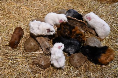 Bir Gine Domuz Hayvanı