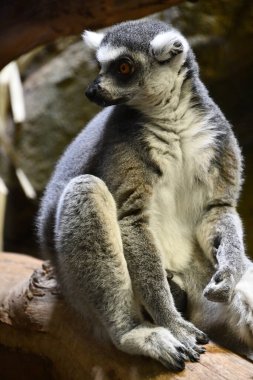 Küçük Lemur Hayvanı