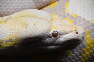 Retikülasyon Python Yılanı