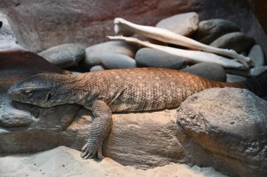 Bir Savannah İzleyici Kertenkelesi