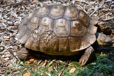 Hayvanat Bahçesinde Kaplumbağa