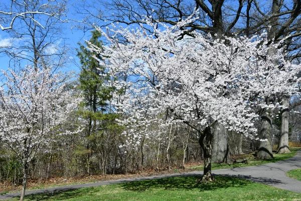 ニュージャージー州ニュージャージー州ニュージャージー州ニューアークのブランチブルックパークでチェリーブロッサムフェスティバル 2022年4月8日 — ストック写真