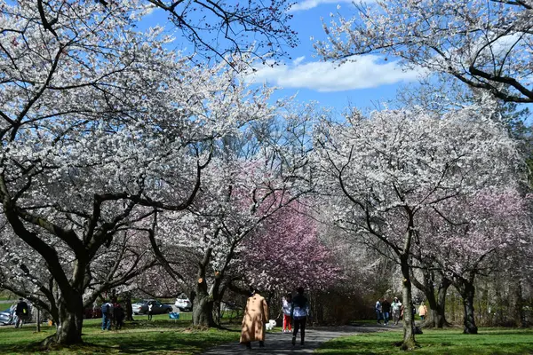 Newark Apr Cherry Blossom Festival Branch Brook Park Newark New — Stock Photo, Image