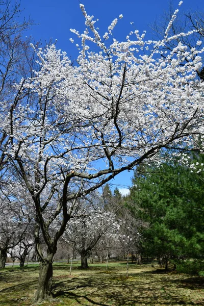 Ньюарк Нью Джерси Apr Cherry Blossom Festival Branch Brook Park — стоковое фото