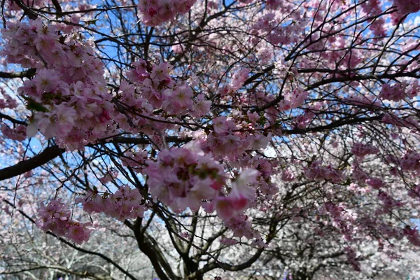 Árvores Flor Cerejeira Primavera — Fotografia de Stock