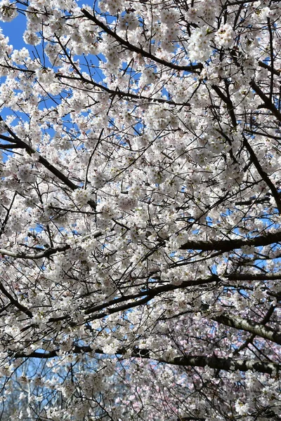 봄에는 — 스톡 사진