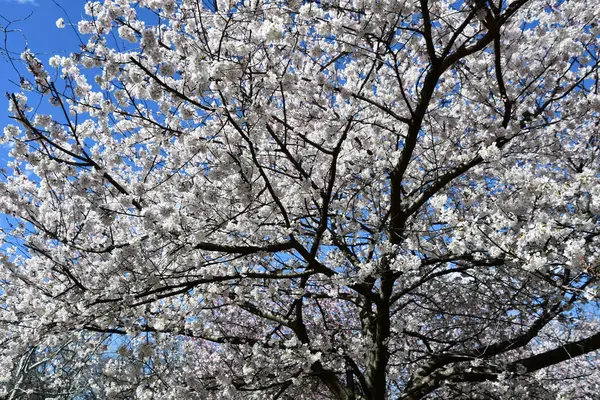 Wiśni Wiosną — Zdjęcie stockowe