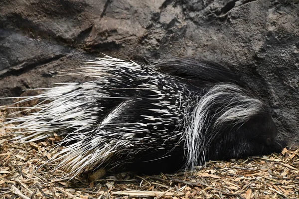 African Crested Porcupine — Fotografia de Stock