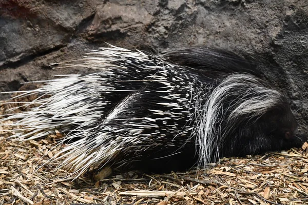 African Crested Porcupine —  Fotos de Stock