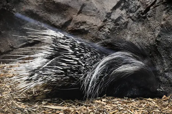 African Crested Porcupine — Zdjęcie stockowe