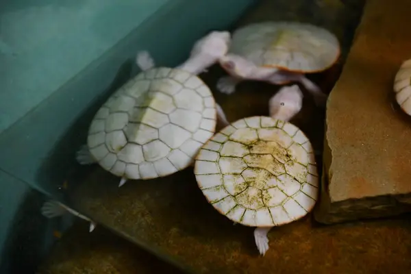Χελώνες Μωρό Στο Νερό — Φωτογραφία Αρχείου