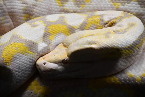 Uma Serpente Python Birmanesa — Fotografia de Stock