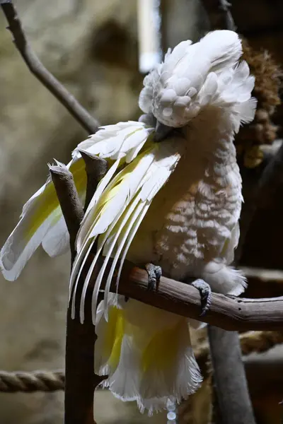 Kakadu Ptak Klatce — Zdjęcie stockowe