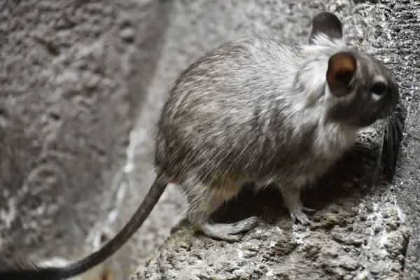 Küçük bir Degu Hayvanı