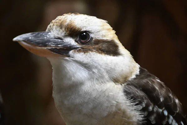 Маленький Птах Кукабара — стокове фото