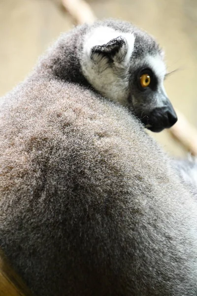 Poco Lemur Animal — Foto de Stock