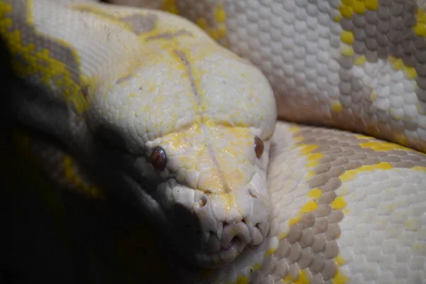 Retikülasyon Python Yılanı — Stok fotoğraf