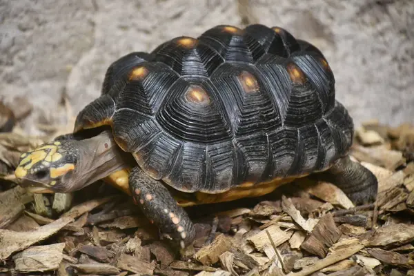 Sköldpadda Ett Zoo — Stockfoto