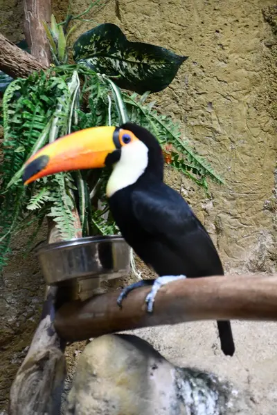 Kolorowy Ptak Tukański — Zdjęcie stockowe