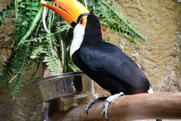 Pássaro Tucano Colorido — Fotografia de Stock