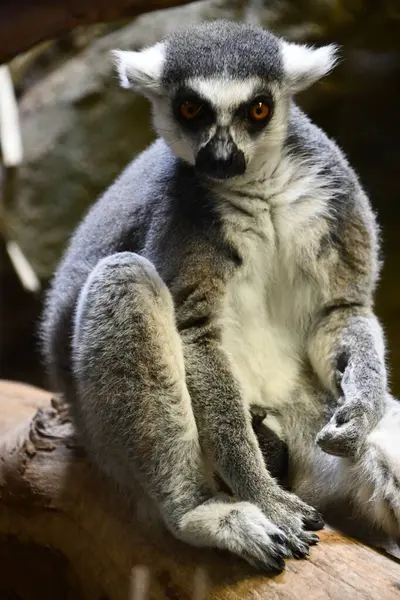 Poco Lemur Animal Fotos de stock libres de derechos