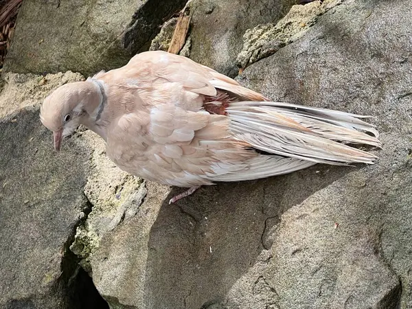 Barbary Dove Bird — Stock Photo, Image