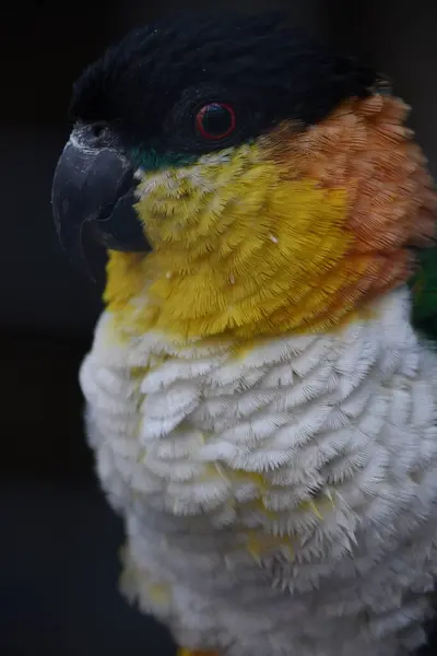 Papagaio Cabeça Preta — Fotografia de Stock
