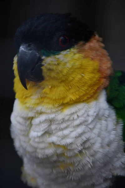 Ein Schwarzkopf Papagei — Stockfoto