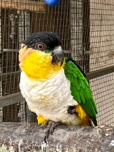 Papuga Czarnogłowa — Zdjęcie stockowe