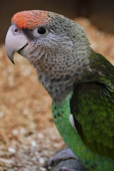 Pasăre Papagal Cap — Fotografie, imagine de stoc