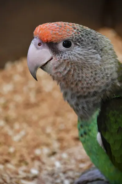 Pássaro Papagaio Cabo — Fotografia de Stock