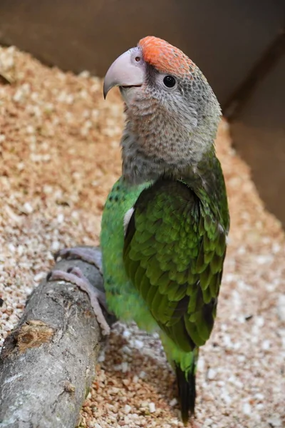 Uccello Del Pappagallo Del Capo — Foto Stock