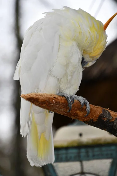 Ptak Kakadu Czubaty Citron — Zdjęcie stockowe