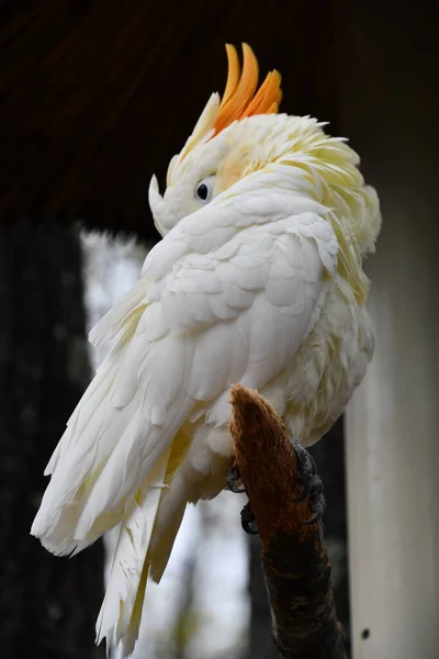 Uccello Cockatoo Crested Cedro — Foto Stock