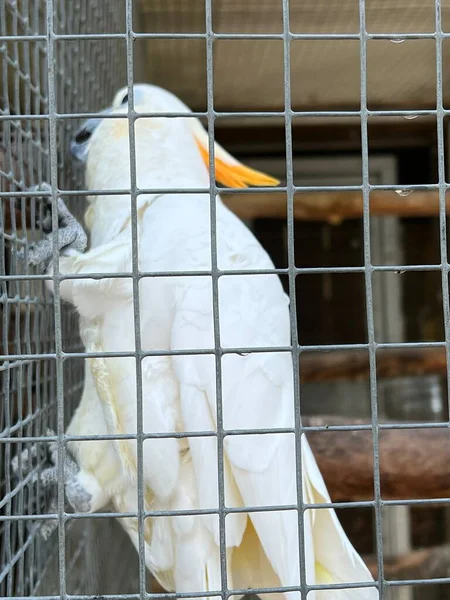 Egy Citron Crested Cockatoo Bird — Stock Fotó