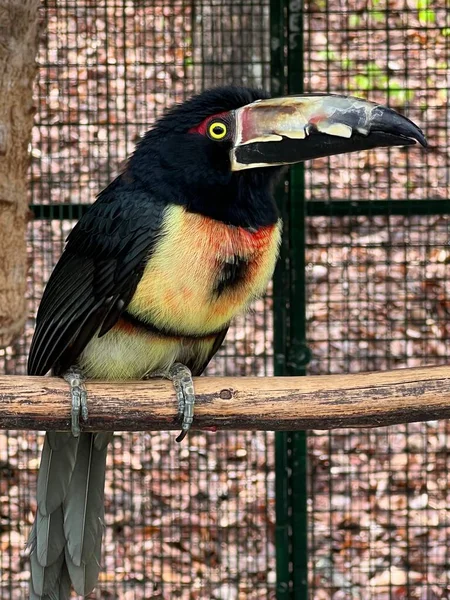 Pájaro Aracari Con Collar — Foto de Stock