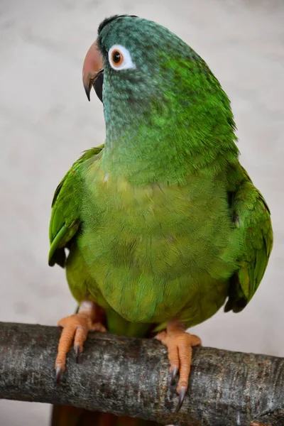 Pájaro Loro Conure — Foto de Stock