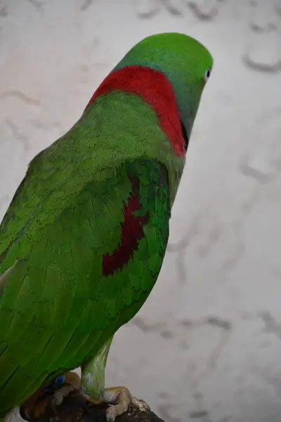 Een Conure Papegaai Vogel — Stockfoto