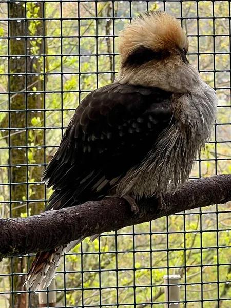 A Laughing Kookaburra Bird
