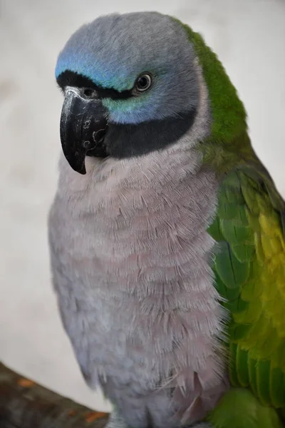 Lord Derbys Periquito Pájaro — Foto de Stock