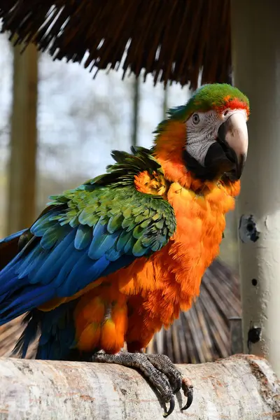 Разноцветная Птица Ара — стоковое фото