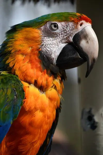 Pájaro Guacamayo Colorido — Foto de Stock