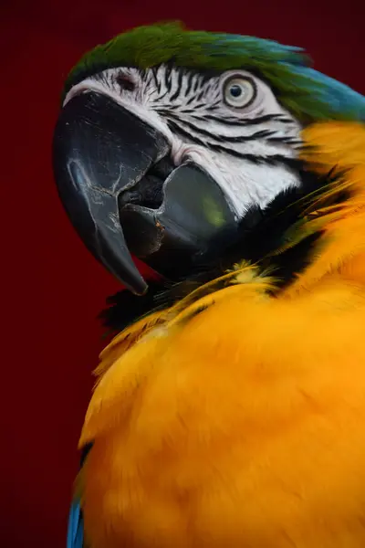 Variopinto Uccello Ara — Foto Stock