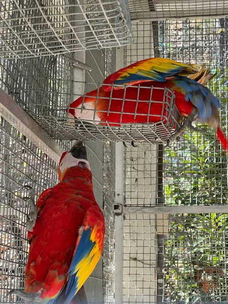 Barevný Pták Macaw — Stock fotografie